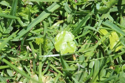 Hydrocotyle pterocarpa, photographed by Joe Dillon