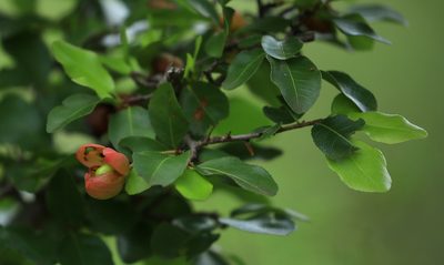 Ochna inermis, photographed by Wynand Uys