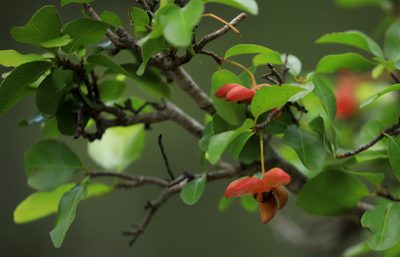 Ochna inermis, photographed by Wynand Uys
