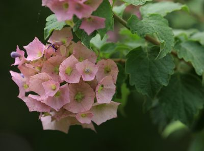 Karomia speciosa, photographed by Wynand Uys