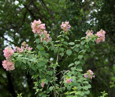 Karomia speciosa, photographed by Wynand Uys