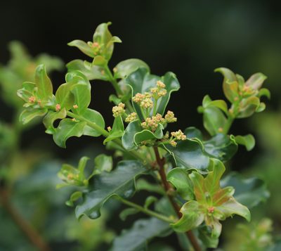 Galpinia transvaalica, photographed by Wynand Uys