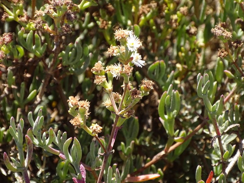 Ruschia multiflora, photographed by Shaun Swanepoel