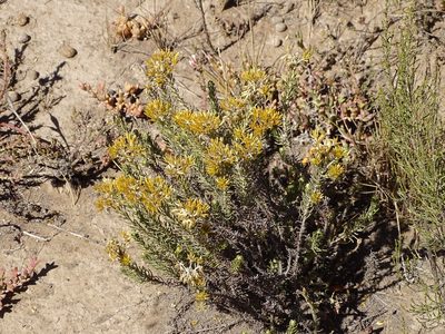 Helichrysum hamulosum, photographed by Shaun Swanepoel