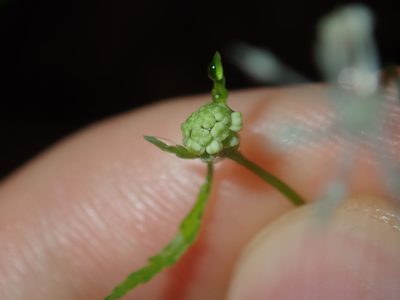 Hydrocotyle geraniifolia, photographed by Thomas Mesaglio