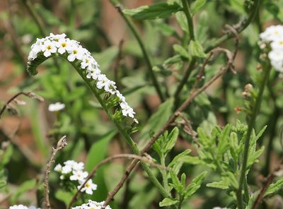 Heliotropium steudneri, photographed by Wynand Uys