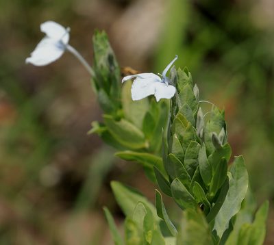 Ecbolium glabratum, photographed by Wynand Uys