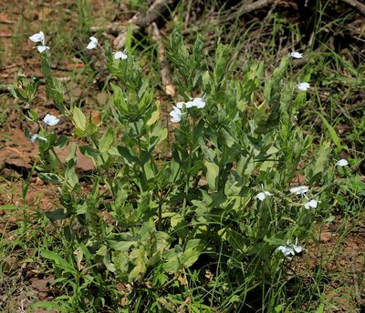 Ecbolium glabratum, photographed by Wynand Uys