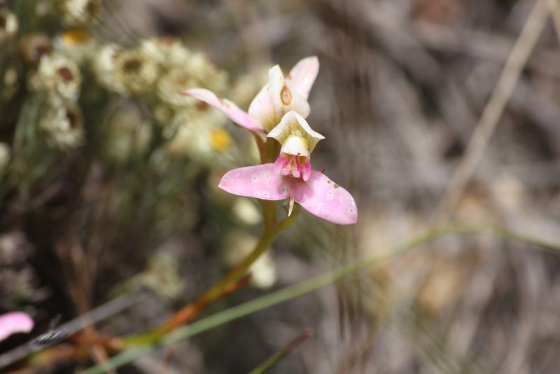 Disa filicornis, photographed by Ryan van Huyssteen