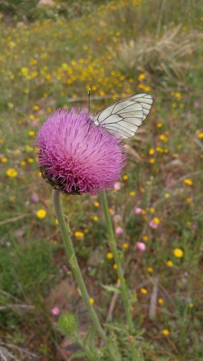 Carduus numidicus, photographed by Mehdi Chetibi