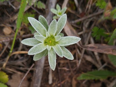 Filago asterisciflora, photographed by Mehdi Chetibi
