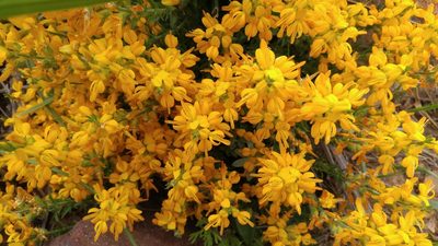 Genista tricuspidata, photographed by Mehdi Chetibi