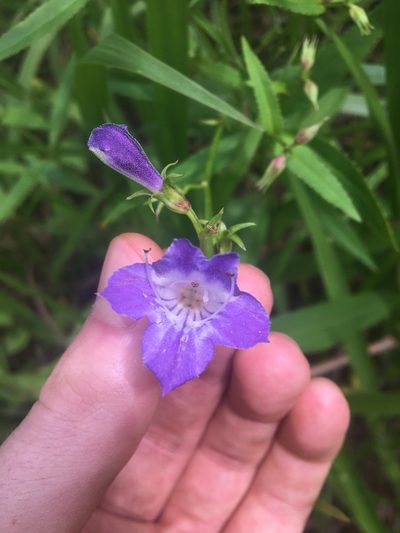 Artanema fimbriatum, photographed by Thomas Mesaglio
