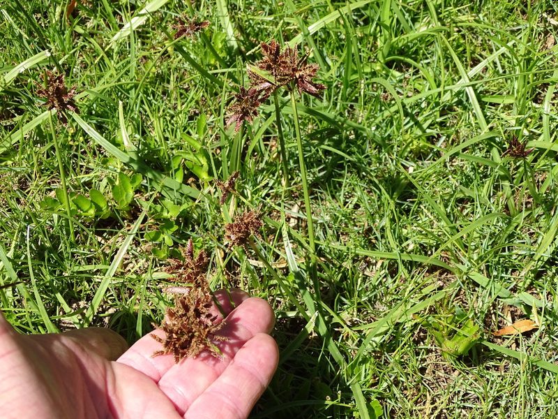 Cyperus nitidus, photographed by Shaun Swanepoel