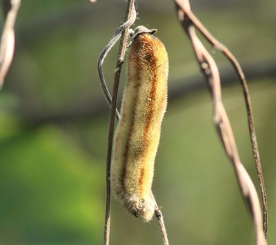 Mucuna pruriens, photographed by Haneesh K M
