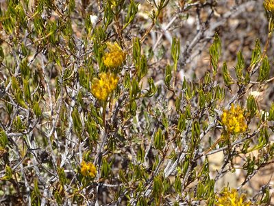 Pteronia paniculata, photographed by Shaun Swanepoel