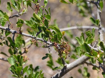 Searsia longispina, photographed by Shaun Swanepoel