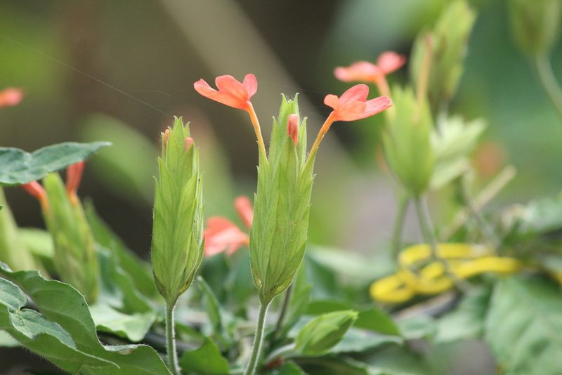 Crossandra infundibuliformis, photographed by Haneesh K M