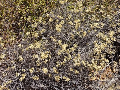 Helichrysum rosum, photographed by Shaun Swanepoel