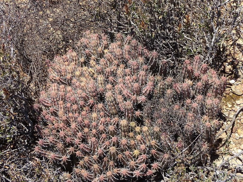 Euphorbia pseudoglobosa, photographed by Shaun Swanepoel