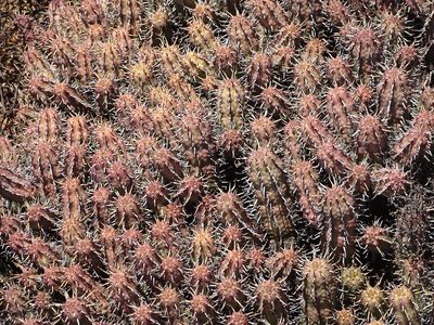 Euphorbia pseudoglobosa, photographed by Shaun Swanepoel