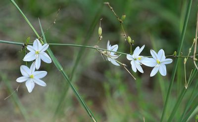 Chlorophytum galpinii