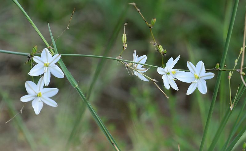 Chlorophytum galpinii, photographed by Wynand Uys