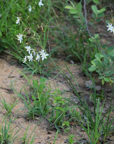 Chlorophytum galpinii, photographed by Wynand Uys