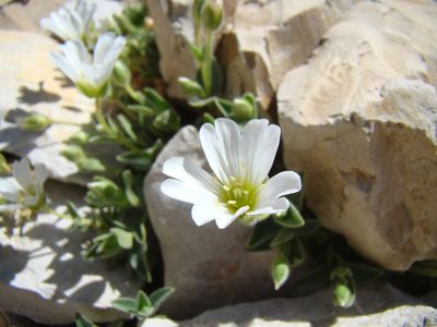Cerastium latifolium, photographed by Jean-Paul Boerekamps