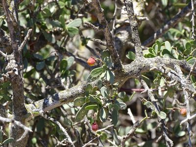 Gymnosporia integrifolia, photographed by Shaun Swanepoel