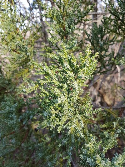 Juniperus foetidissima, photographed by Valeri Golub