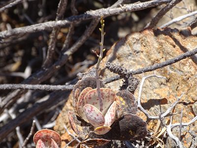 Adromischus maculatus, photographed by Shaun Swanepoel