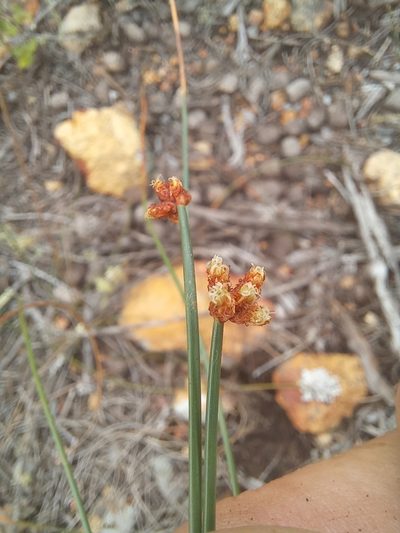 Ficinia repens, photographed by kevin koen