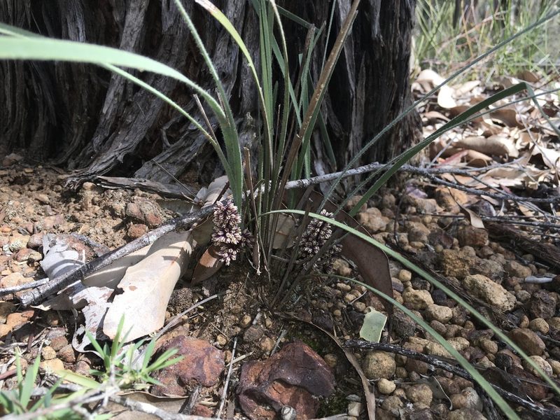 Lomandra sericea, photographed by Mark Cliff