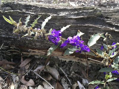 Hovea chorizemifolia, photographed by Mark Cliff