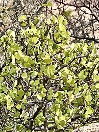Euphorbia hindsiana, photographed by Bill Levine