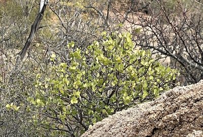 Euphorbia hindsiana, photographed by Bill Levine