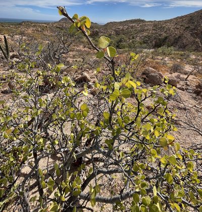 Euphorbia hindsiana, photographed by Bill Levine