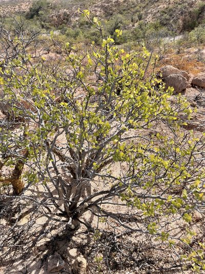 Euphorbia hindsiana, photographed by Bill Levine