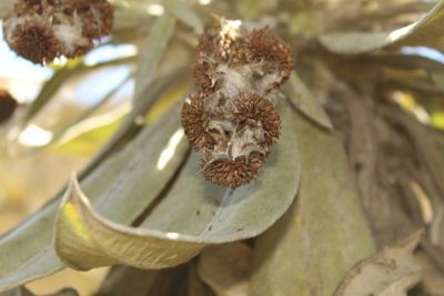 Espeletia brachyaxiantha, photographed by Andrés Ramírez-Barrera