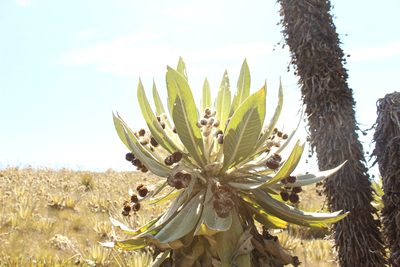 Espeletia brachyaxiantha, photographed by Andrés Ramírez-Barrera