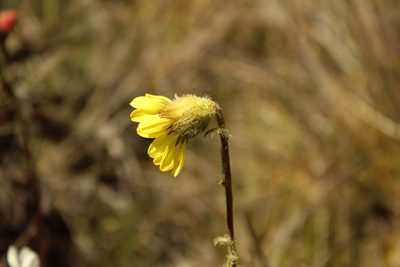 Senecio scapioides, photographed by Andrés Ramírez-Barrera