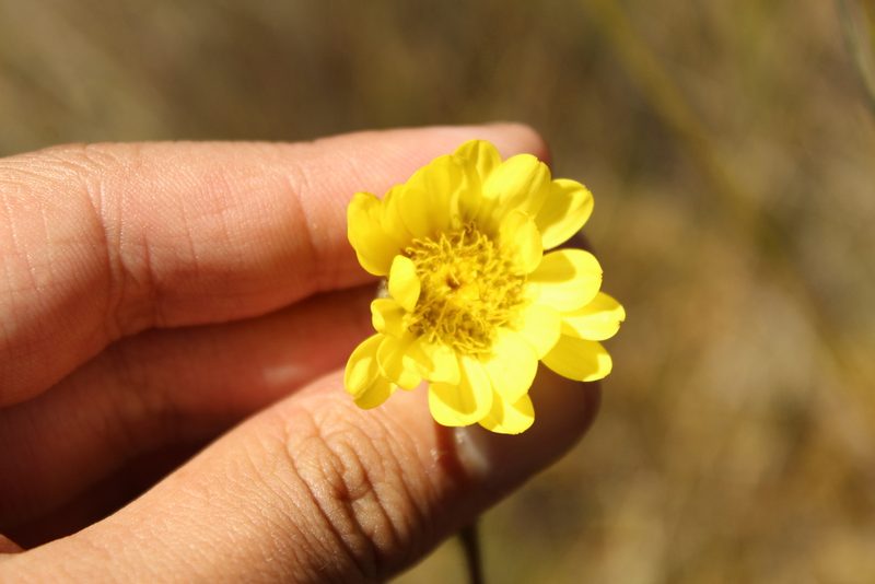 Senecio scapioides, photographed by Andrés Ramírez-Barrera
