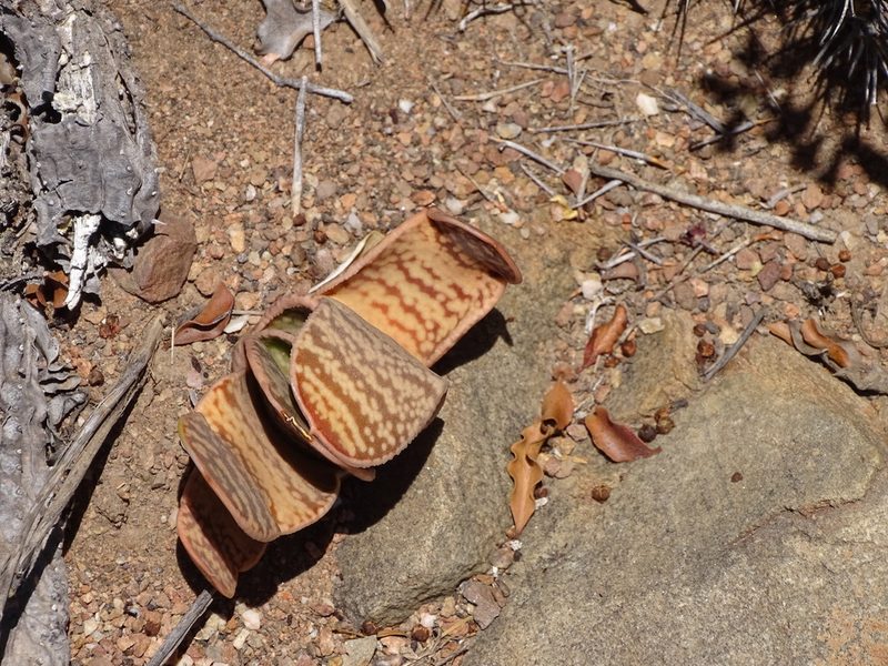 Gasteria disticha, photographed by Shaun Swanepoel