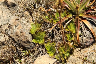 Castratella piloselloides, photographed by Andrés Ramírez-Barrera