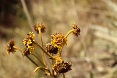 Espeletia boyacensis, photographed by Andrés Ramírez-Barrera
