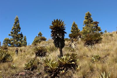 Espeletia guacharaca, photographed by Andrés Ramírez-Barrera