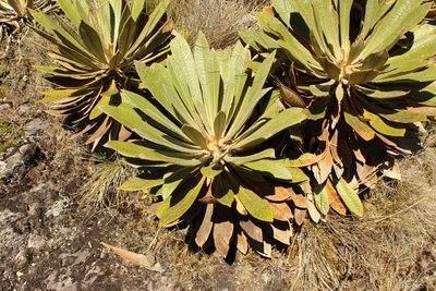 Espeletia guacharaca, photographed by Andrés Ramírez-Barrera