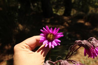 Senecio formosoides, photographed by Andrés Ramírez-Barrera