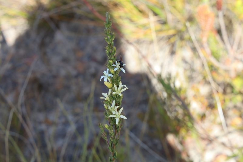 Wahlenbergia axillaris, photographed by magriet b